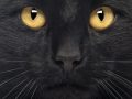 Ransomware Gang BlackCat Uses Pentesting Tool Brute Ratel as Attack Tool
